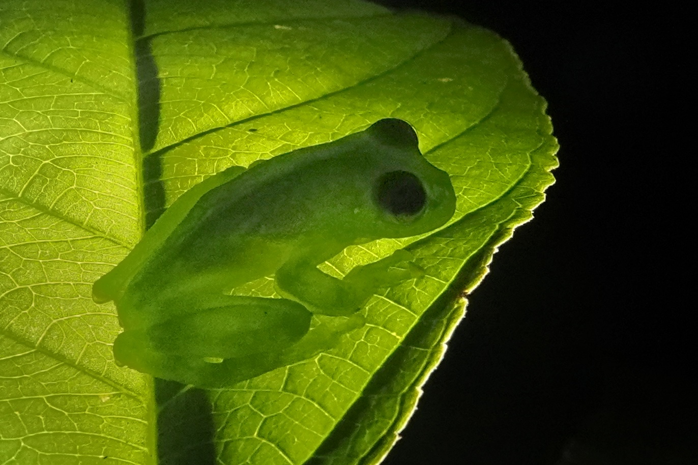 Grenouille vue en transparence sous une feuille